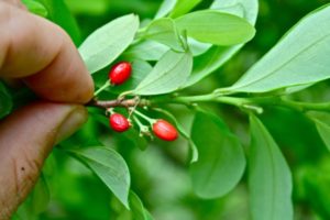 Кокаиновый куст